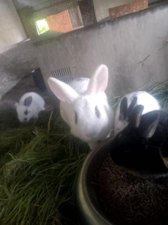 Image 4 of Mixed breed rabbit babies