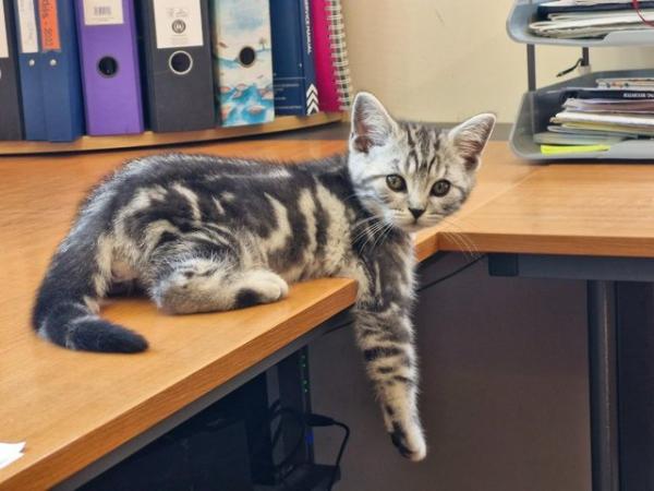 Image 1 of British Short Hair Kittens