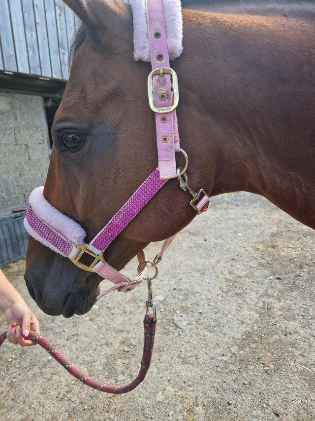 Preview of the first image of Full size pink bling headcollar.