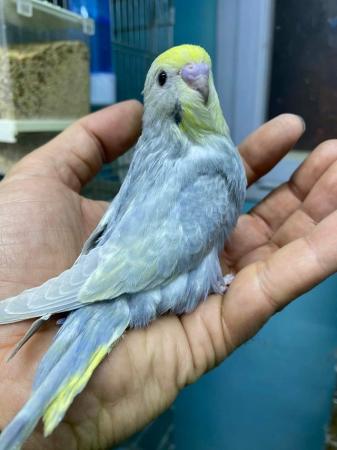 Image 5 of Budgies for sale very nice colour healthy and active birds B
