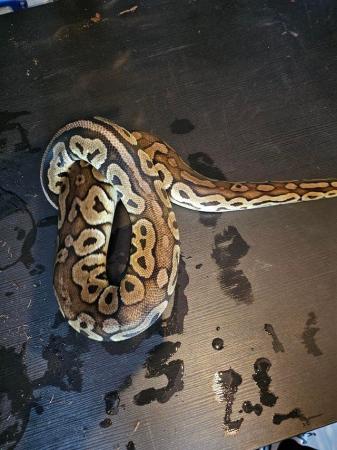 Image 2 of Ball pythons £75 ono each must go!