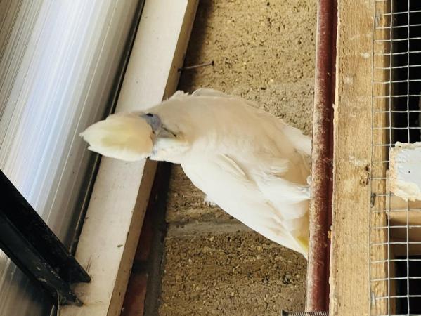 Image 3 of Proven Breeding pair of ducorps cockatoo