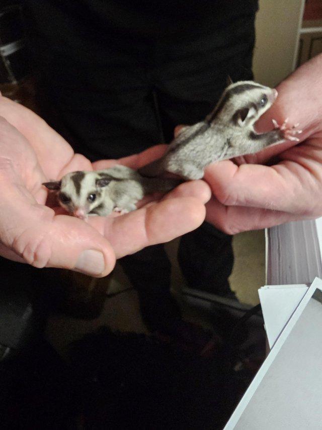 Preview of the first image of Sugar gliders common gray. 14 week old twins..