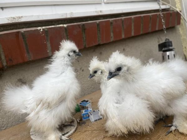 Image 2 of 7 week old silkie chickens and more
