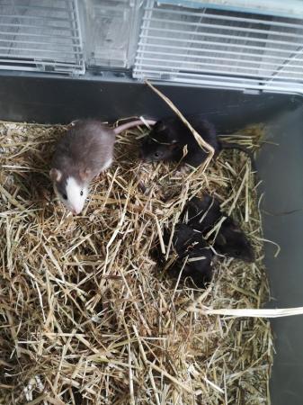 Image 3 of Half dumbo Rats ready for there new homes now