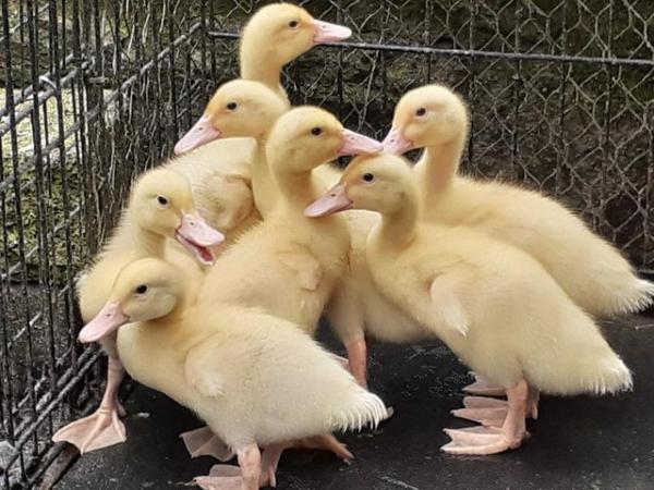 Image 2 of Aylesbury / Campbell Cross Large white Ducks from £37