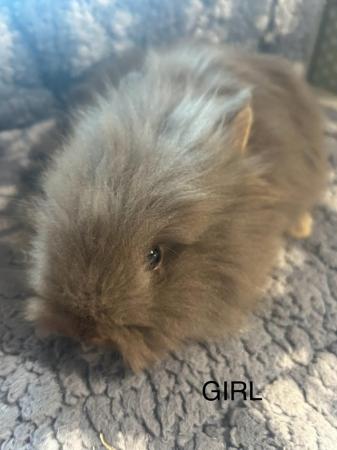 Image 20 of Lovely baby lionheads, males and females