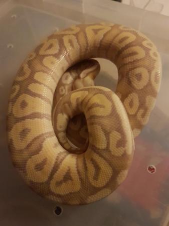 Image 4 of Ball python female banana Mojave cb23