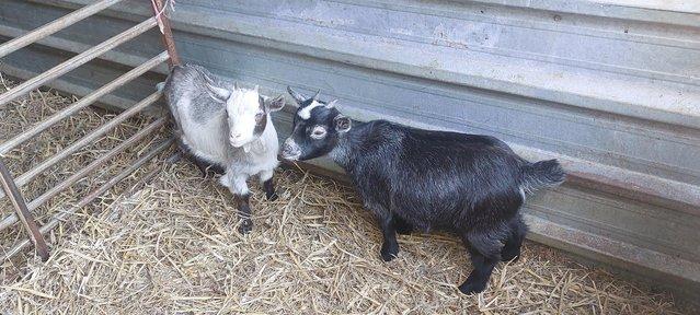 Image 1 of 2 pygmy  Cross goat kids. does / girls Price for the 2