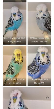 Image 2 of Exhibition budgies for sale