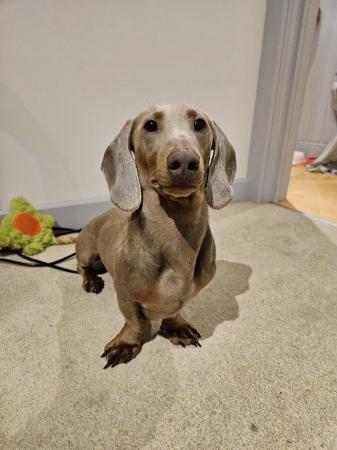 Image 4 of 22 Month Old KC Reg Intact Miniature Dachshund