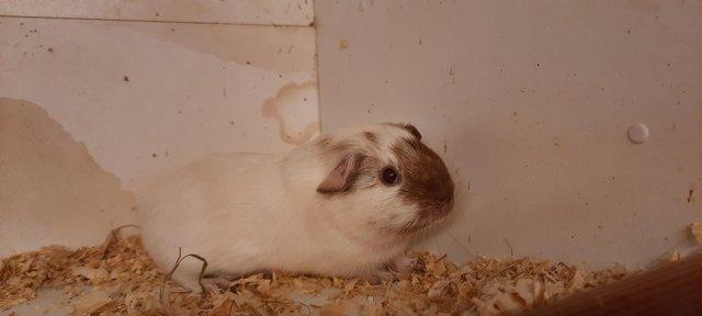 Image 1 of Young Guinea Pigs AvailableFor Sale
