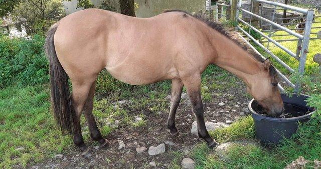 Image 2 of Gorgeous Appendix Quarter Horse Yearling Dun filly