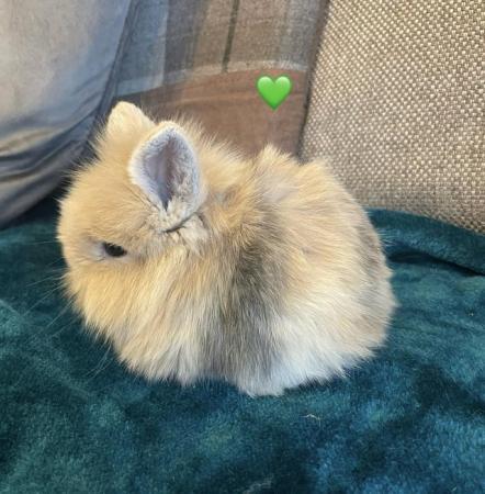 Image 12 of ALL SOLD NOW Beautiful baby mini lion lops