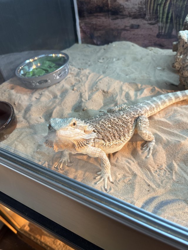 Preview of the first image of Male bearded dragon, under a year old.