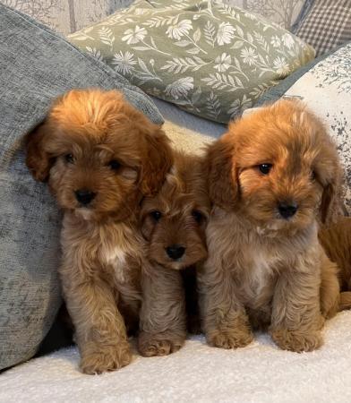 Image 8 of Extensively Health Tested F1 Toy CavaPoo Puppies