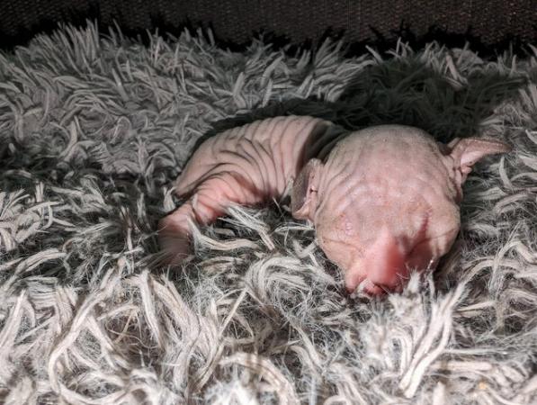 Image 14 of Sphynx kittens ready now