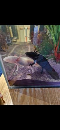 Image 6 of 2 x 18 month old axolotl for sale