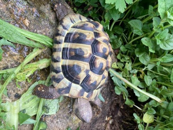Image 3 of 4 year old male Hermanns tortoise