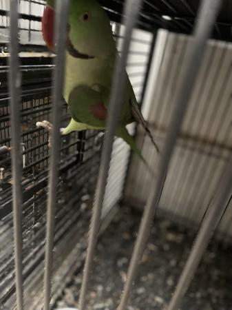 Image 4 of 2yr old Alexander parrot