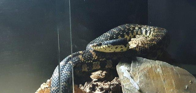 Image 4 of Adult male Giant Hognose Snake