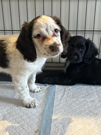 Image 1 of 1 white/brown Sprocker spaniel left, ready to leave