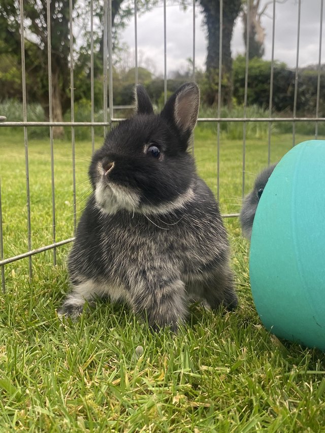 Preview of the first image of beautiful pure Netherland dwarf.