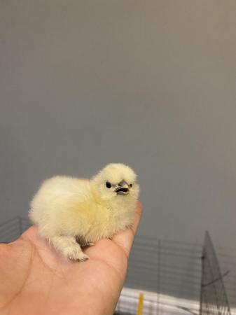 Image 6 of Pure breed Silkie chicks USA and miniature