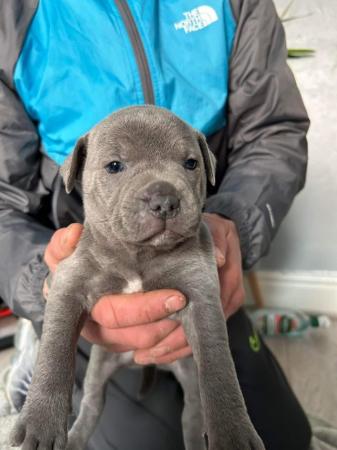 Image 3 of Beautiful Blue Staffordshire Bull Bitches for sale