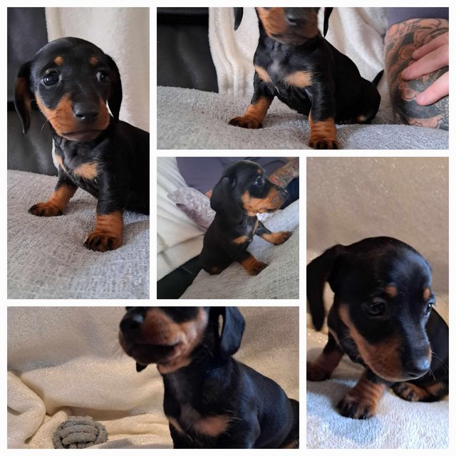 Preview of the first image of Gorgeous  puppys dachshunds silver daples.