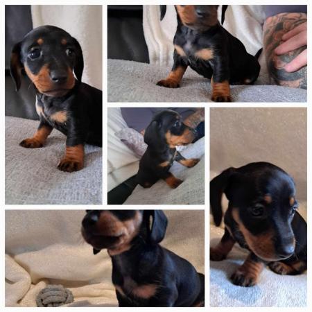 Image 1 of Gorgeous  puppys dachshunds silver daples