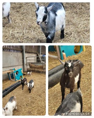 Image 1 of 17 week old pygmy goat wethers