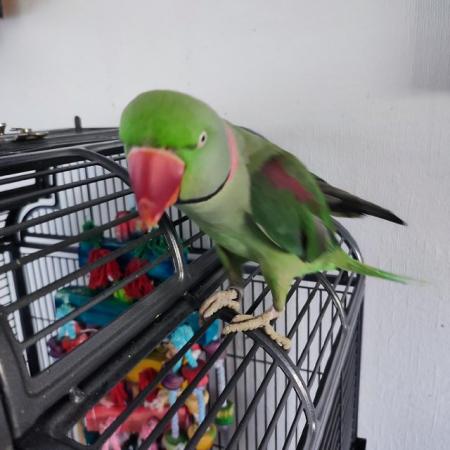 Image 3 of Alexandrine parrot available