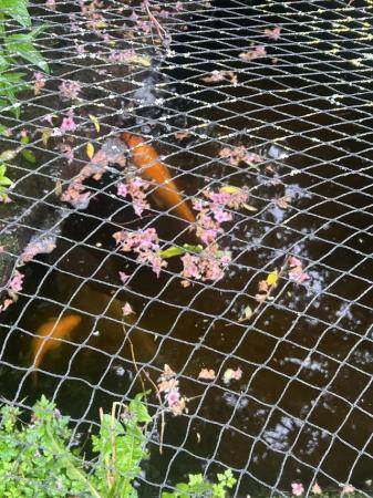 Image 1 of Pond fish for sale koi 24in 25-60 years old
