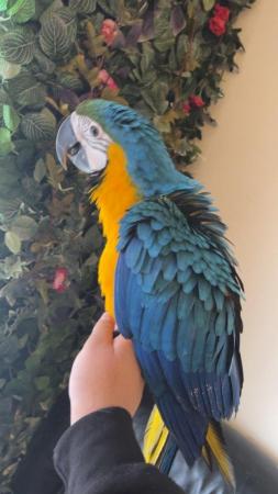 Image 3 of Super Silly Tame Baby BlueAnd Gold Macaws LAST ONE LEFT