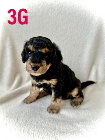 Image 9 of F2 Cockapoo Puppies Pra & Fn Clear  REDUCED
