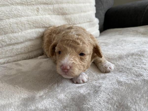 Image 12 of Gorgeous Coloured Toy Poodle Puppies For Sale