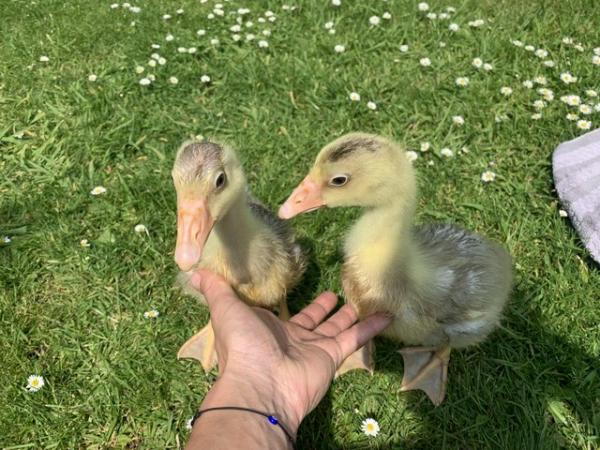 Image 3 of Last Two Embden Goslings for sale