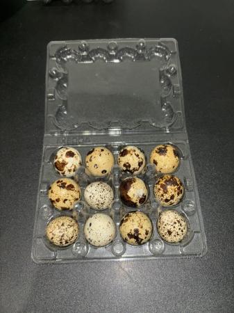 Image 2 of Quail eating eggs - pack of 12