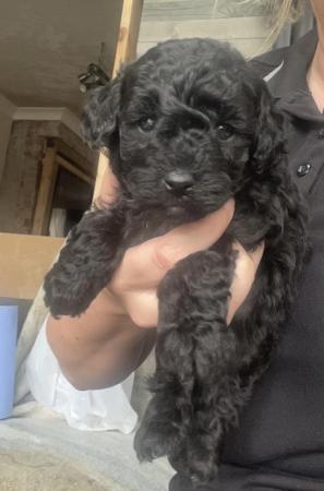 Image 10 of Toy poodle puppies for sale