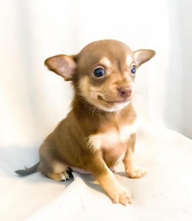 Image 11 of Adorable Kennel Club Registered Chihuahua Puppies