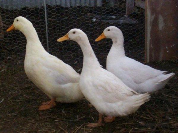 Image 1 of CHERRY VALLEY DUCKLINGS - new batch ready for collection now