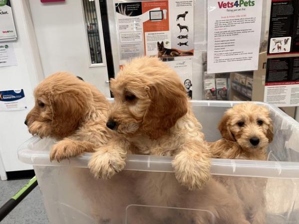 Image 6 of F1 Goldendoodle Puppies *Ready now*