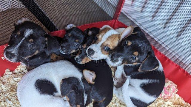 Image 2 of Mini Jack Russell puppiesREADY 3 May 3 left