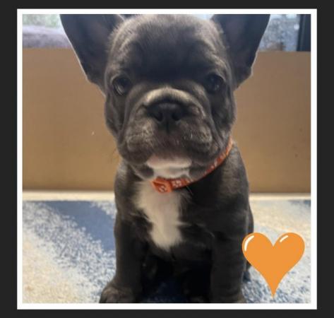 Image 20 of ***ALL SOLD*** - Stunning blue French bulldogs KC registered