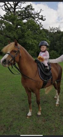 Image 1 of 11’2 5yrs section A Gelding