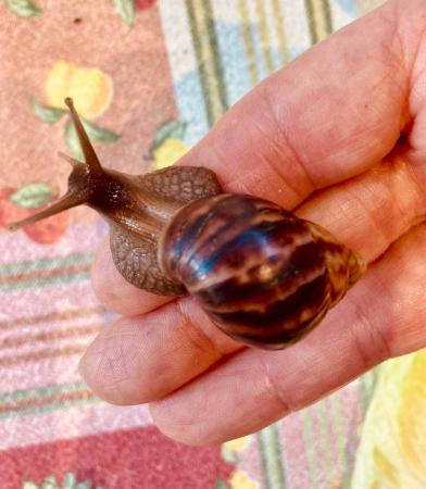 Image 5 of Giant African Land Snail Approx 5/6cm size shell