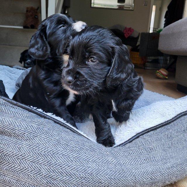 Preview of the first image of KC registered working cocker spaniel puppies.