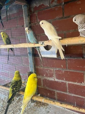 Image 1 of Baby and adult budgies for sale