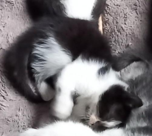 Image 1 of MICRO-CHIPED kittens soon ready to go